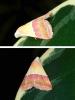 Eublemma accedens